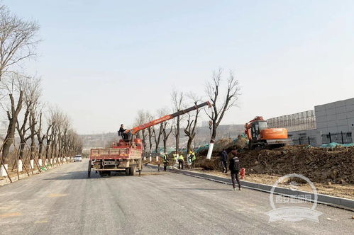 陜西省射擊射箭運動管理中心周邊配套市政項目綠化工程加緊推進